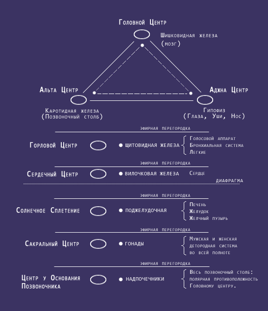 Позвоночник, голова, центры и железы